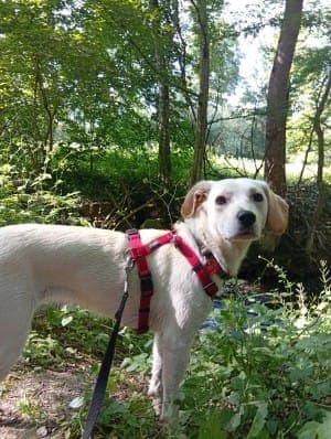 Baby - Hund zur Adoption aus Tierheim Stuttgart
