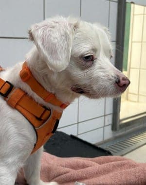 Baster - Hund zur Adoption aus Tierheim Stuttgart